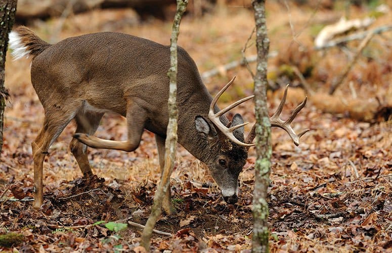 5 Deer Hunting Myths You Believe
