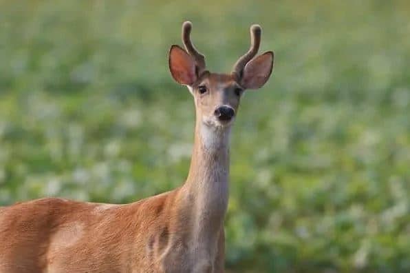 Can Whitetail Does Have Antlers?