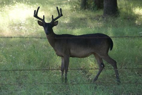 Melanistic Whitetail Deer: How Rare Are They?