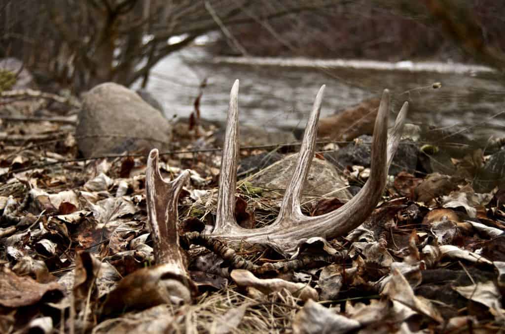 Shed Hunting 101 | Tips & Tricks