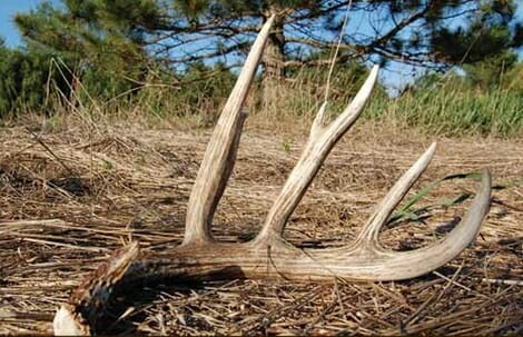 Whitetail antler shed