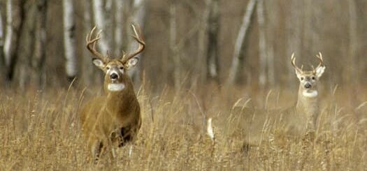 mature and young whitetail bucks side by side