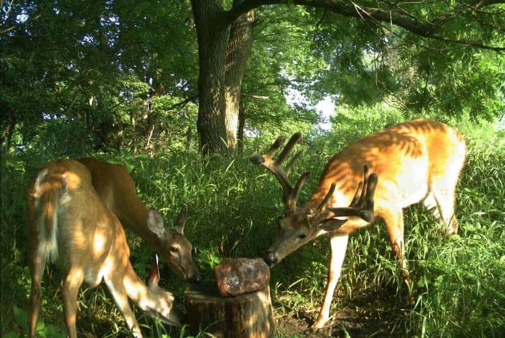 Whitetail deer licking salt lick