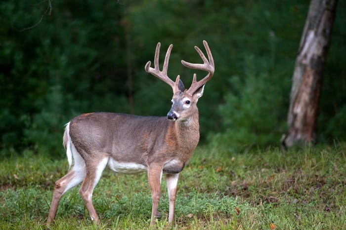 Whitetail Mineral Supplements | Not Just Salt