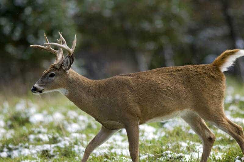 Young Whitetail