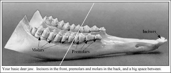 Diagram of lower whitetail deer jaw