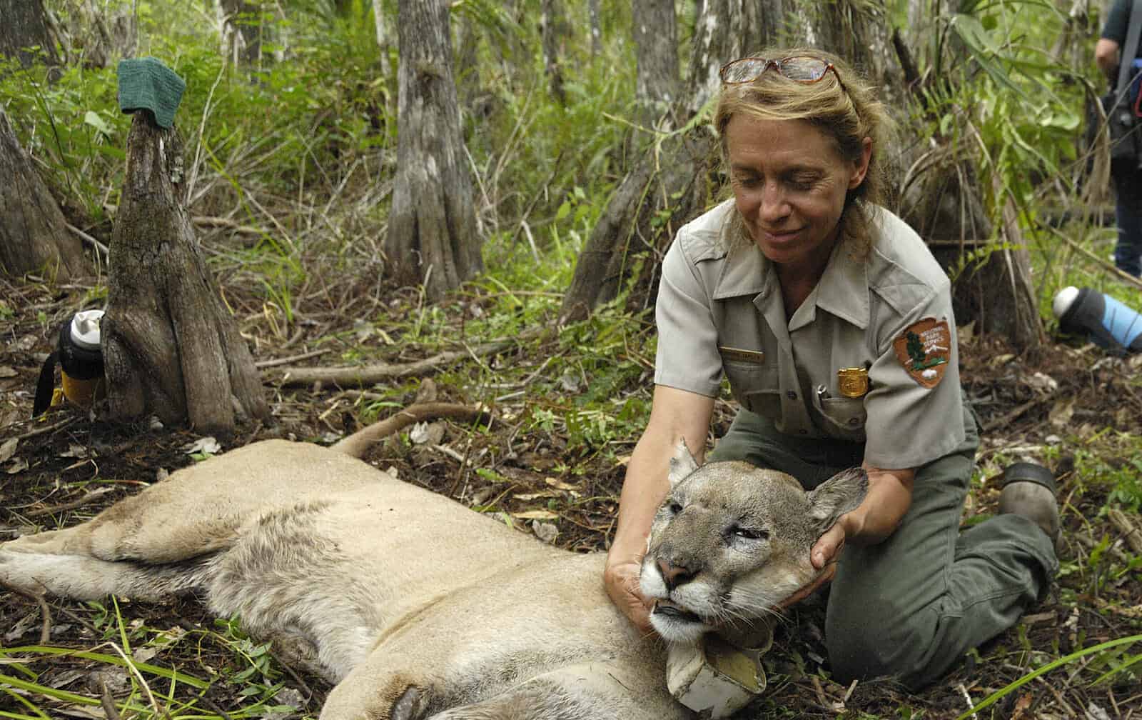 Wildlife biologest with moutain lion