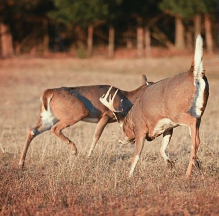 Whitetail buck chasing doe
