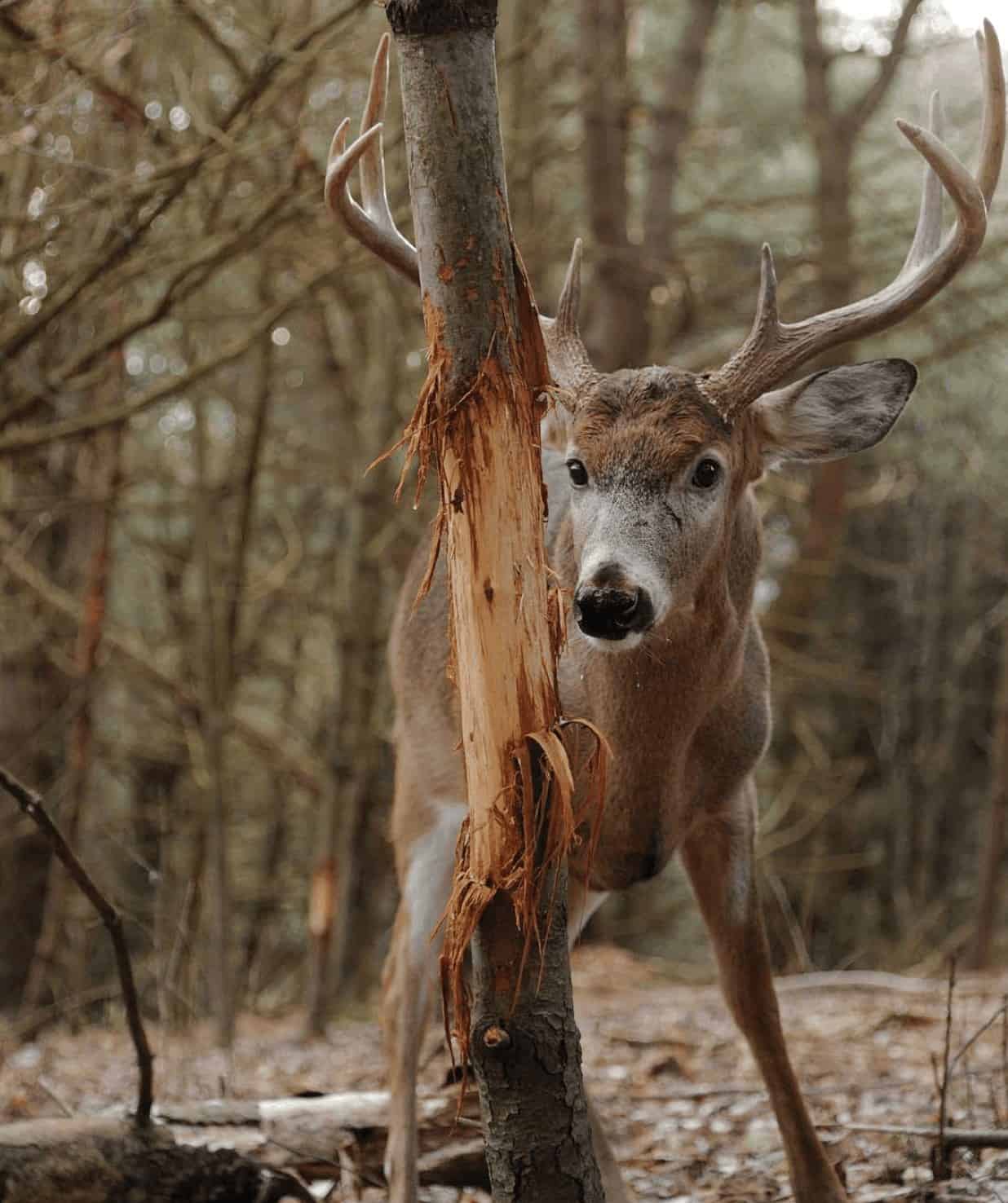 Whitetail buck with rubbed tree