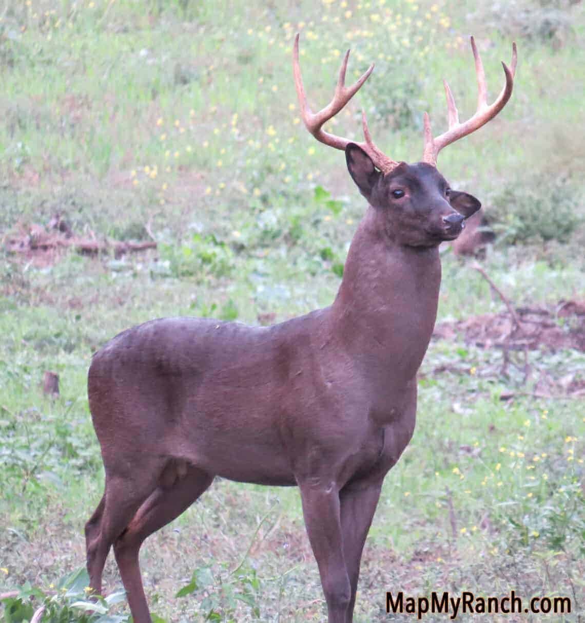 black whitetail deer buck