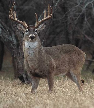 whitetail buck with swollen neck