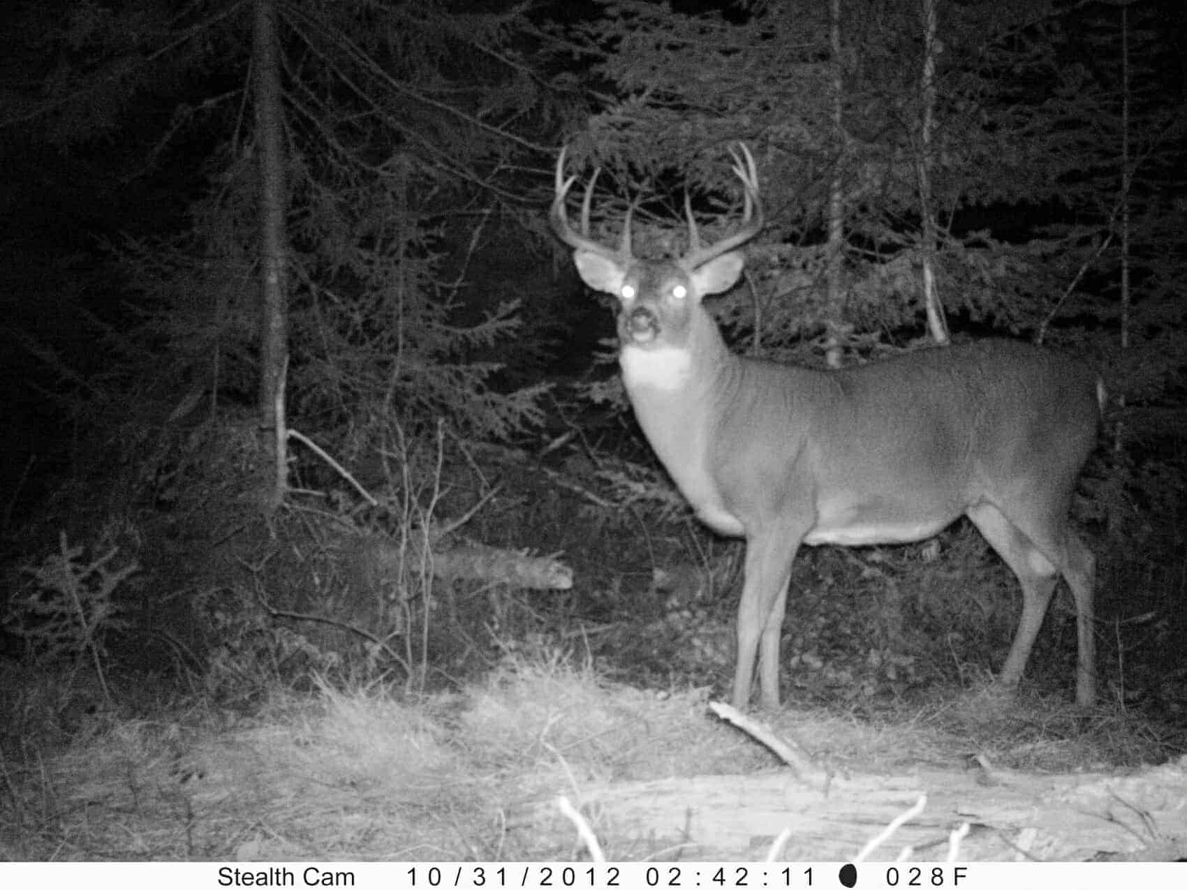 whitetail with large belly