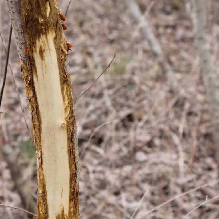 Tree rubbed buy whitetail buck