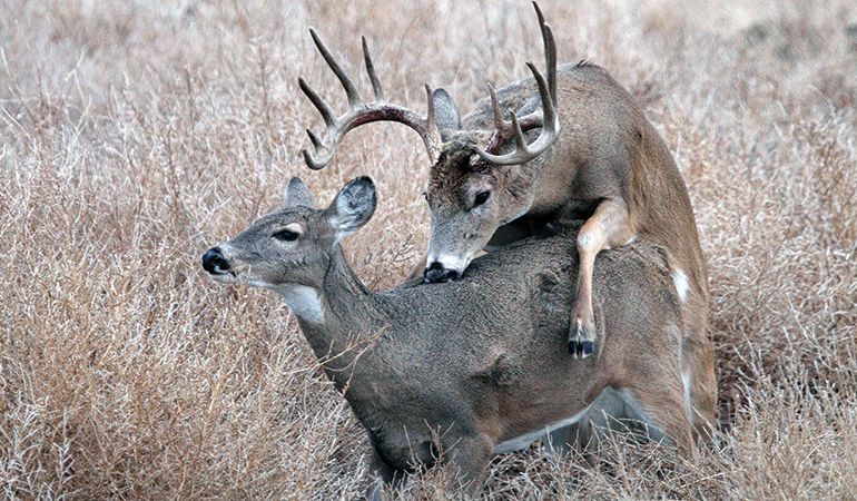 The Whitetail Rut | What, Why, & When