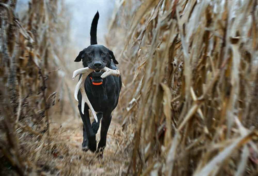 Dog with Whitetail shed