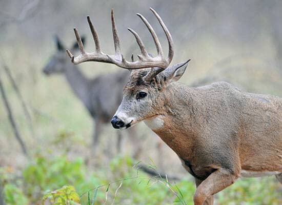 Large whitetail buck