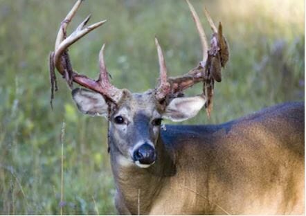 Whitetail buck shedding velvet