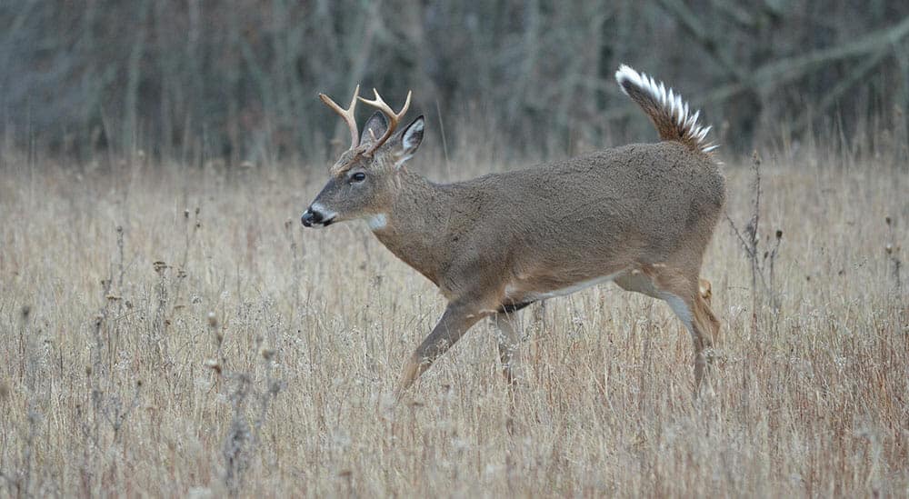 Complete Guide to Aging Whitetail Deer