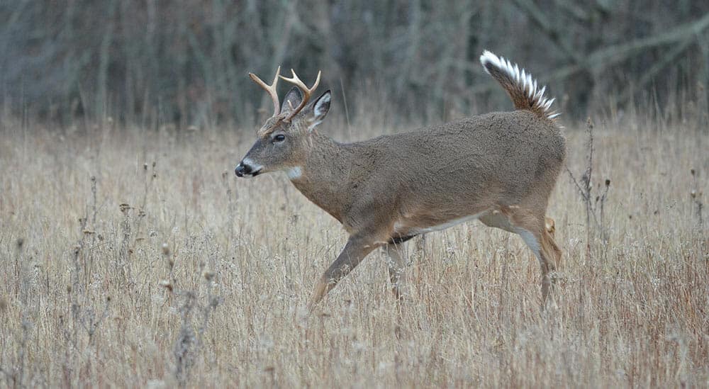 young deer