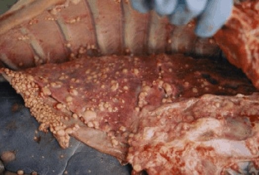 Whitetail lungs with Bovine Tuberculosis