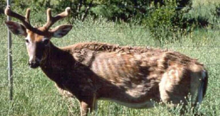 5 Deadly Whitetail Deer Diseases |Deer Health – Omega Outdoors
