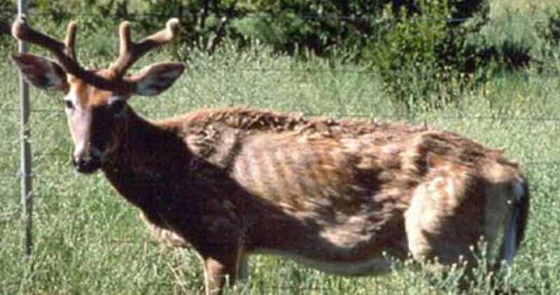 Whitetail deer with Chronic Wasting Disease (CWD)