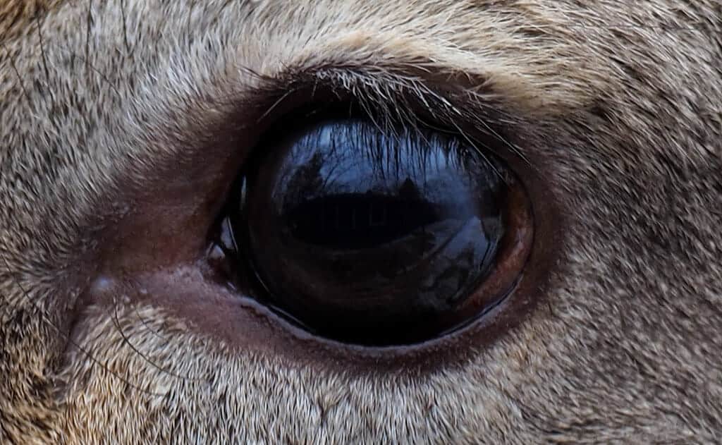 Whitetail eye