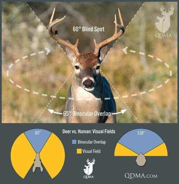 qdma deer view  visual
