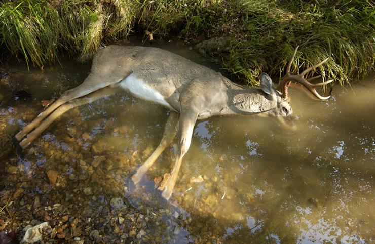 whitetail deer that died from  Hemorrhagic Disease (HD)