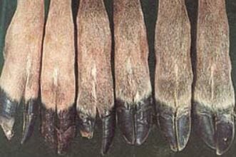 Whitetail feet after having  Hemorrhagic Disease (HD)