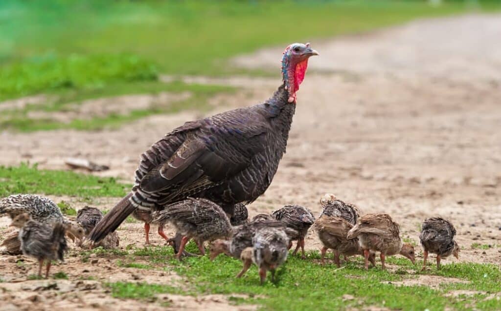 hen turkey sounds