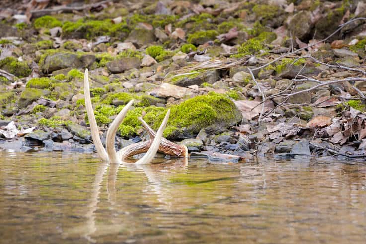 Shed Hunting Gear | 10 Essential Items For Shed Hunting