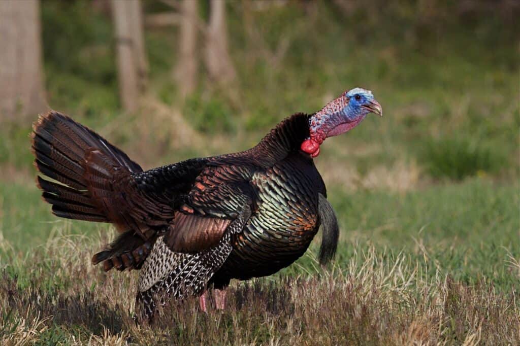 Wild Turkey Calls & Sounds, Plus Audio Omega Outdoors