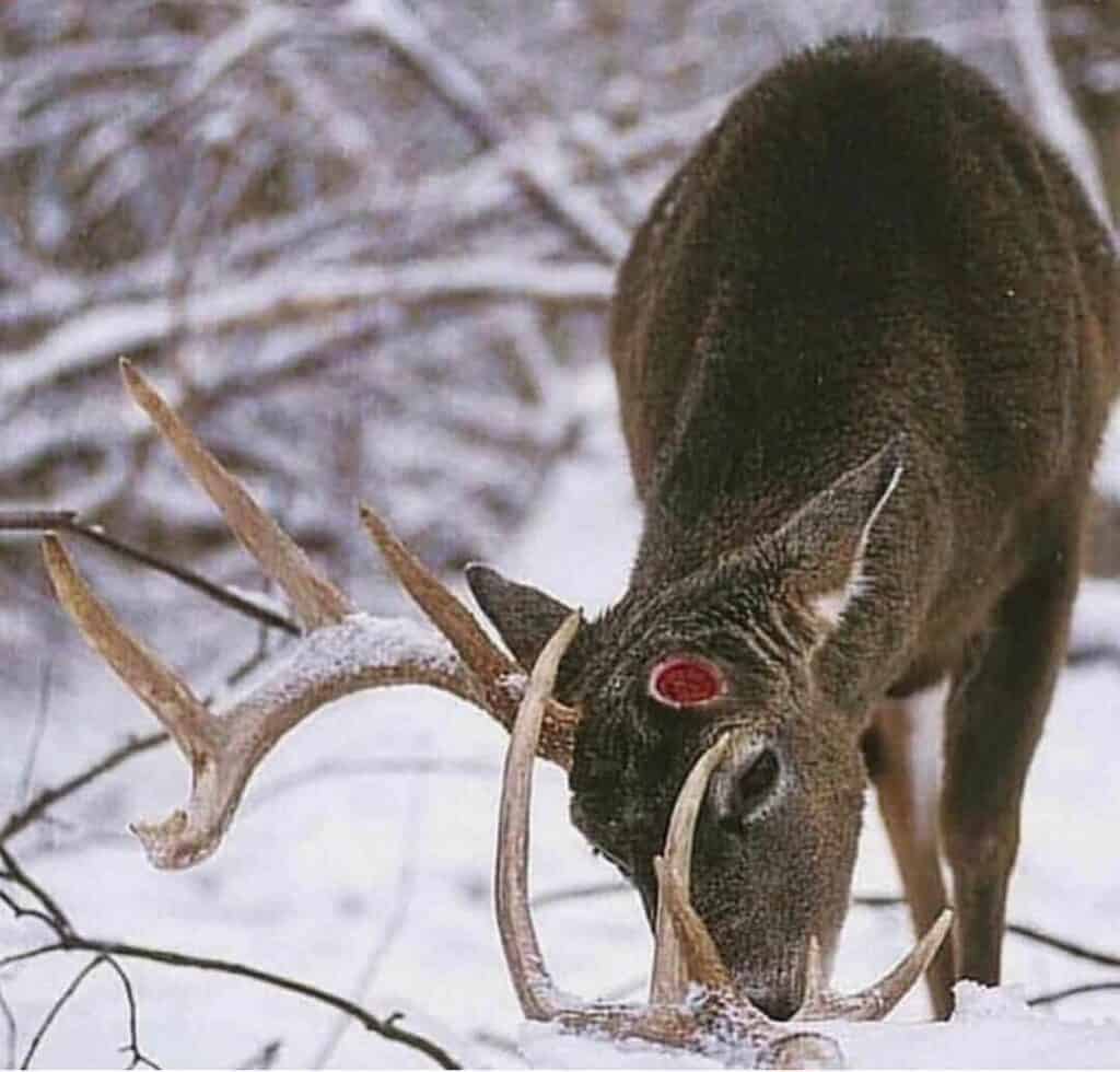 Whitetail buck with a shed antler
