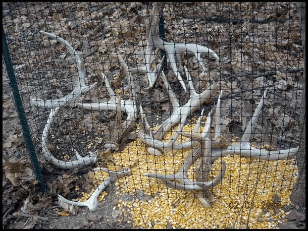 Why Shed Traps Are A Bad Idea | Shed Hunting