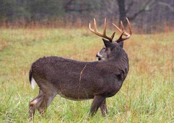 Whitetail buck in the rain