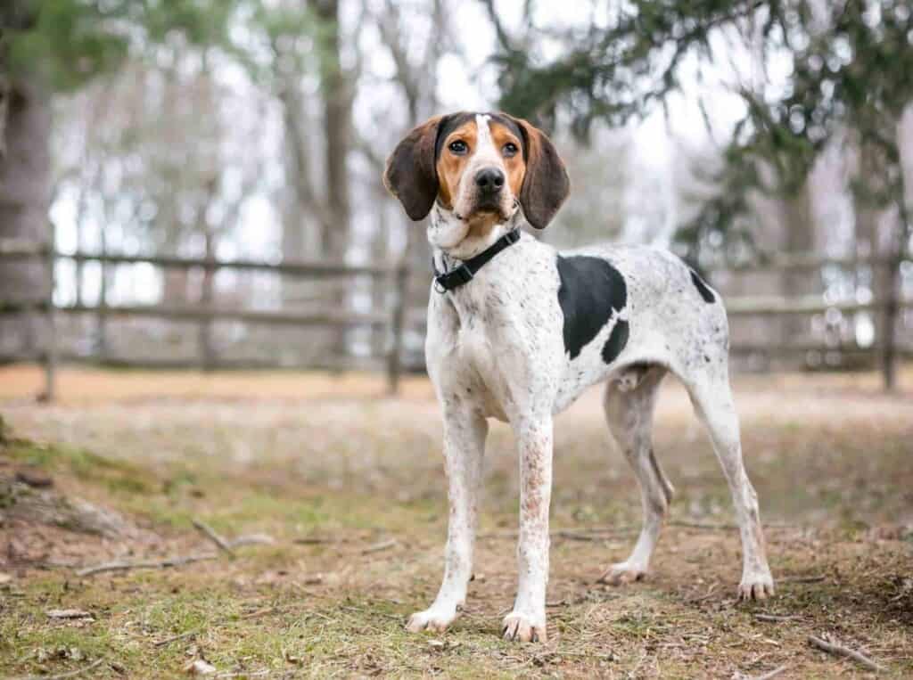 Big game hunting dog hot sale breeds