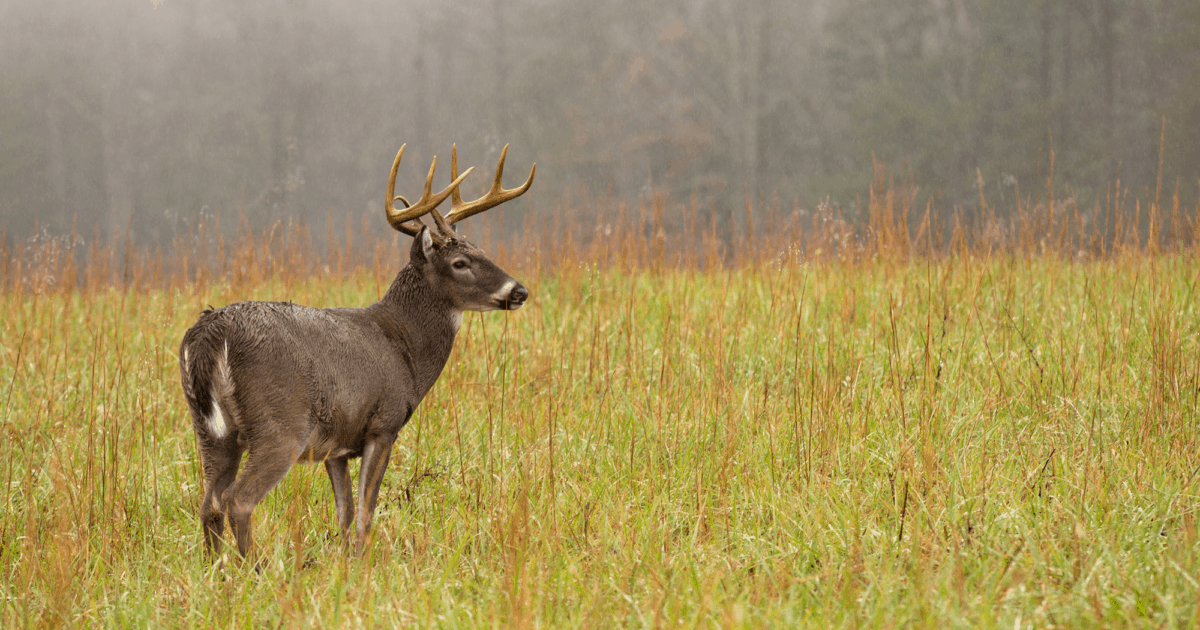 Hunting Whitetail in The Rain