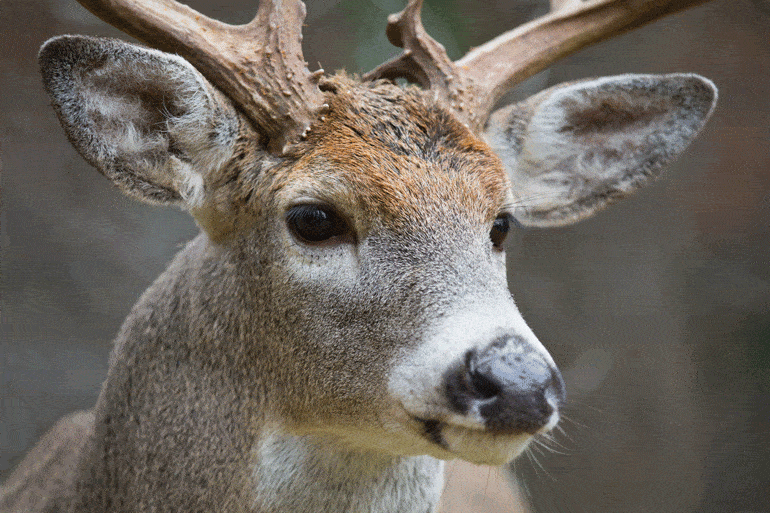 Are Whitetail Deer Dangerous?