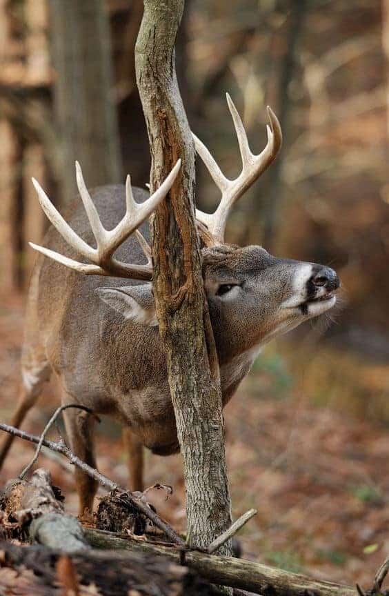 whitetail Rub