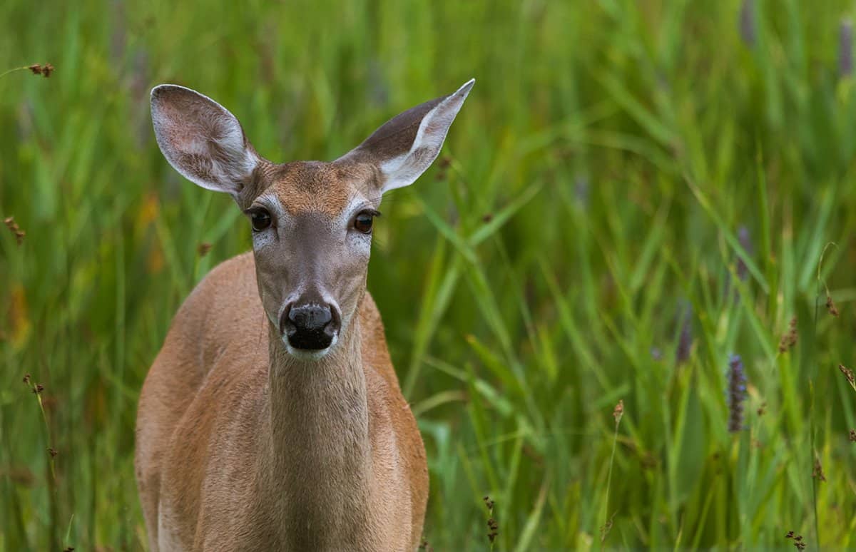 How Do You Know When a Deer is Coming?