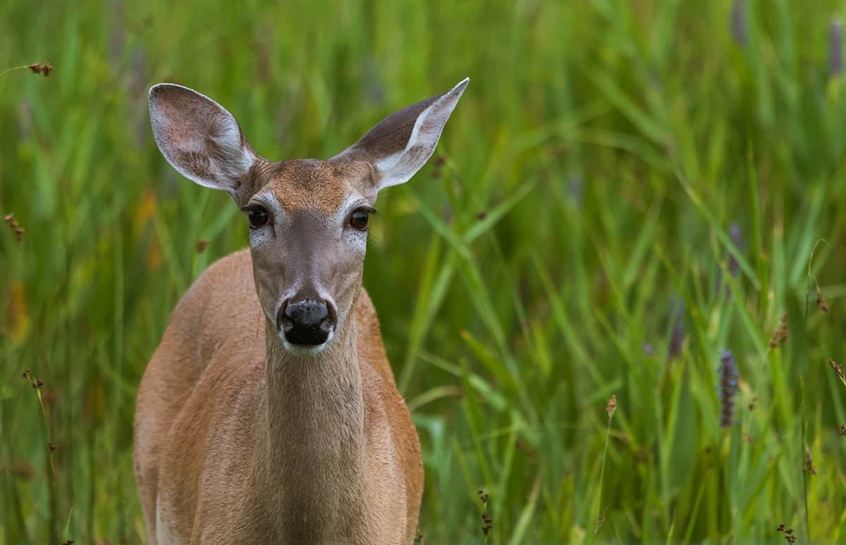 whitetail Doe