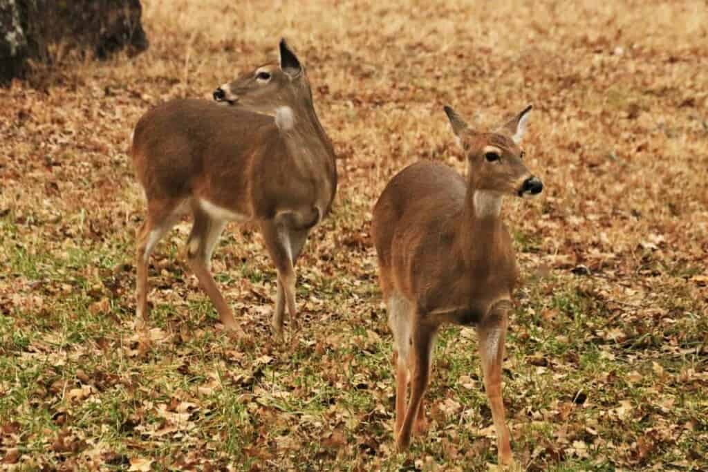 How Do You Know When a Deer is Coming? – Omega Outdoors