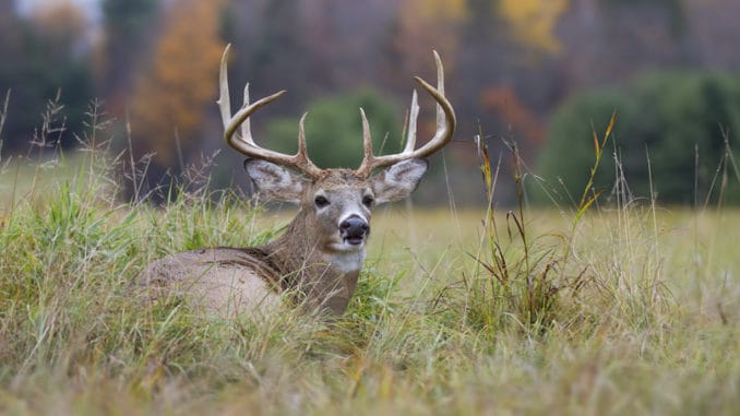 Deer Hunting With Zero Wind