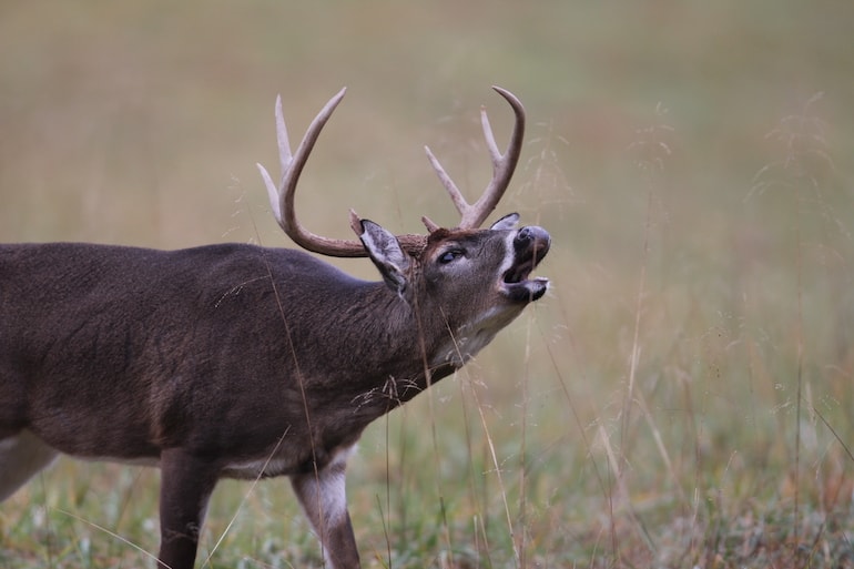 9 Deer Calls & Sounds Every Hunter Should Know