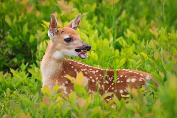 fawn shenandoah meadows whitetail bleating bleat