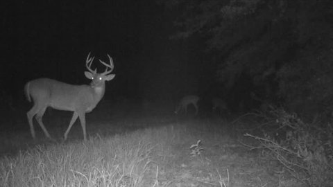 How Well Can Whitetail Deer See in the Dark?