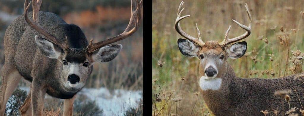 Differences Between Whitetail and Mule Deer – Omega Outdoors