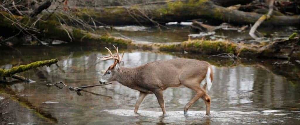 Are Whitetail Deer Solitary?