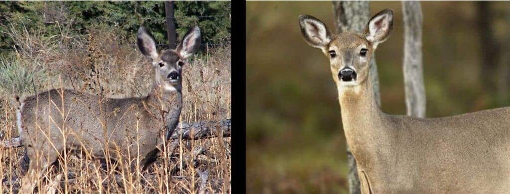 Differences Between Whitetail and Mule Deer – Omega Outdoors